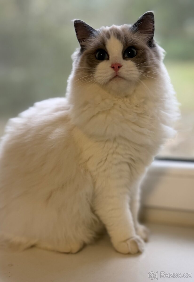 Ragdoll kastrovaná s průkazem původu po testovaných rodičích - 2