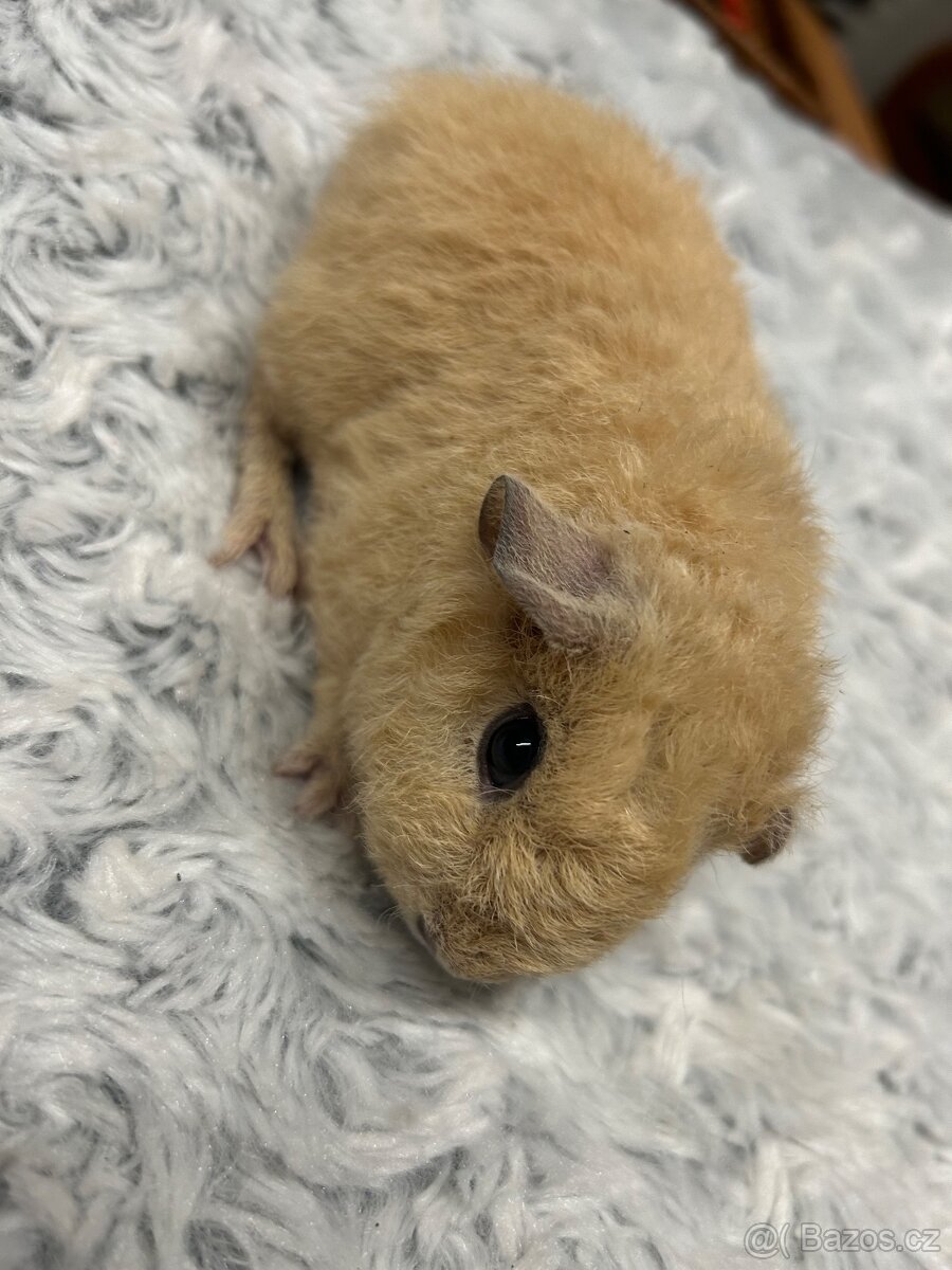 Morče s kalifornskou kresbou US teddy - 2