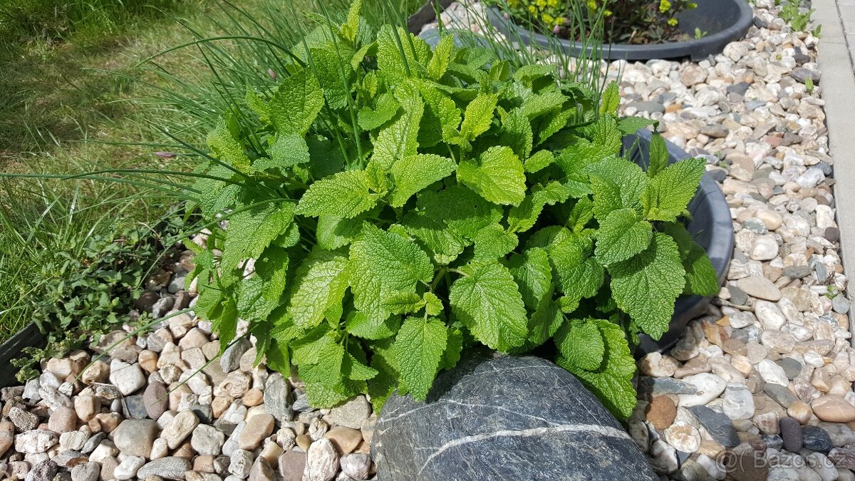 Meduňka lékařská citrónová - 2