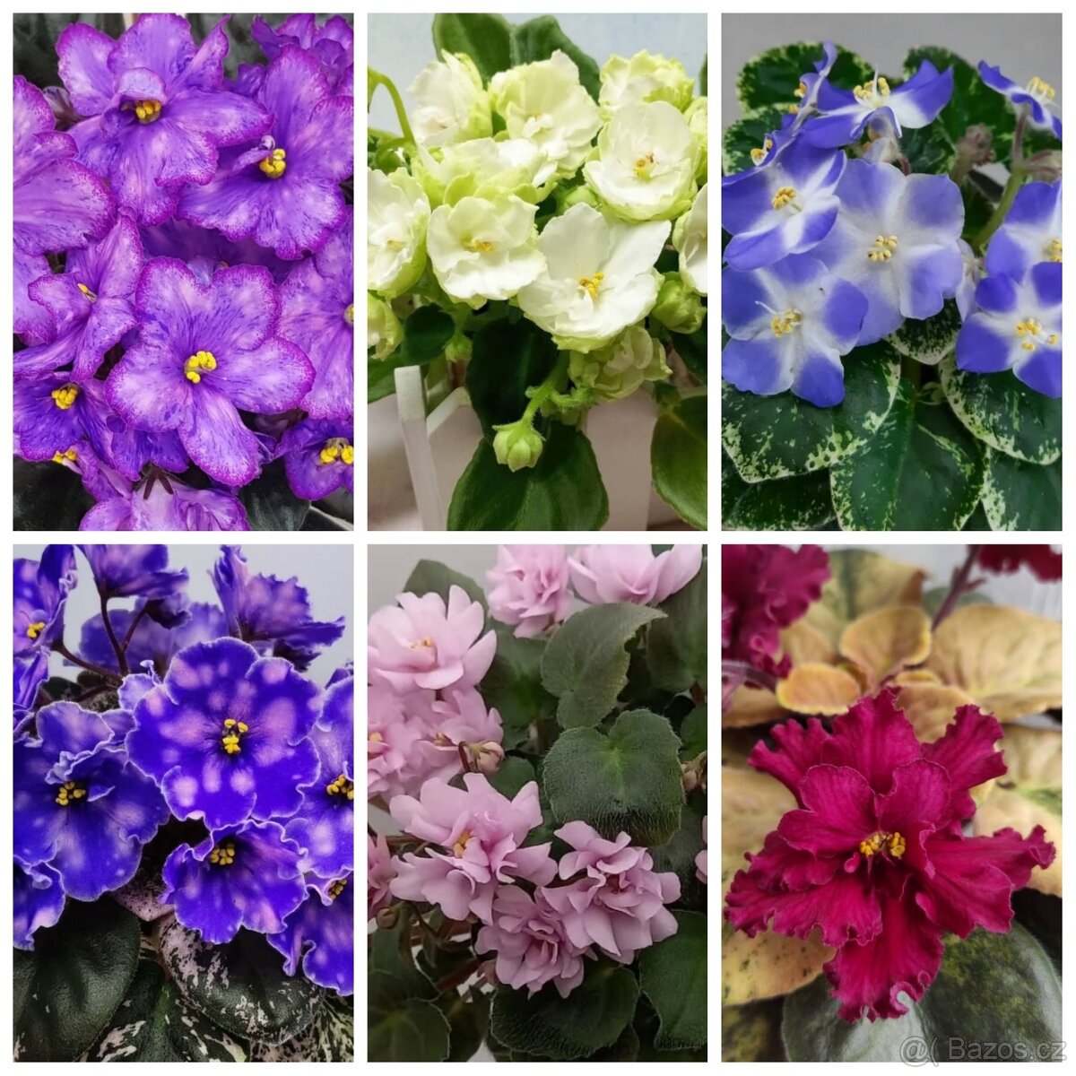 Africké fialky - 2