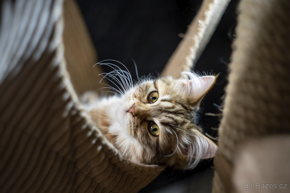 Sibiřská kočka - kočička s PP - 2