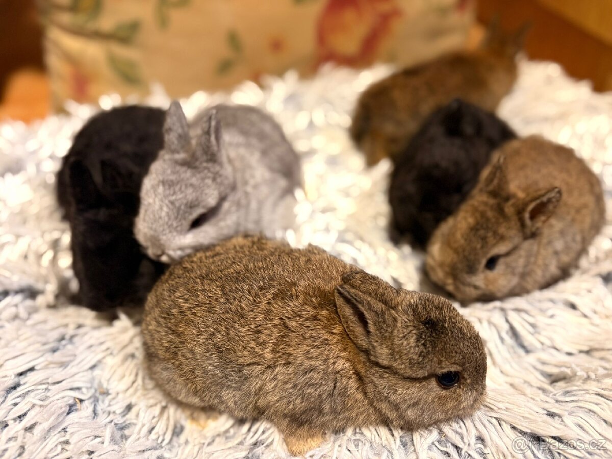 Zakrslý králíček - 2