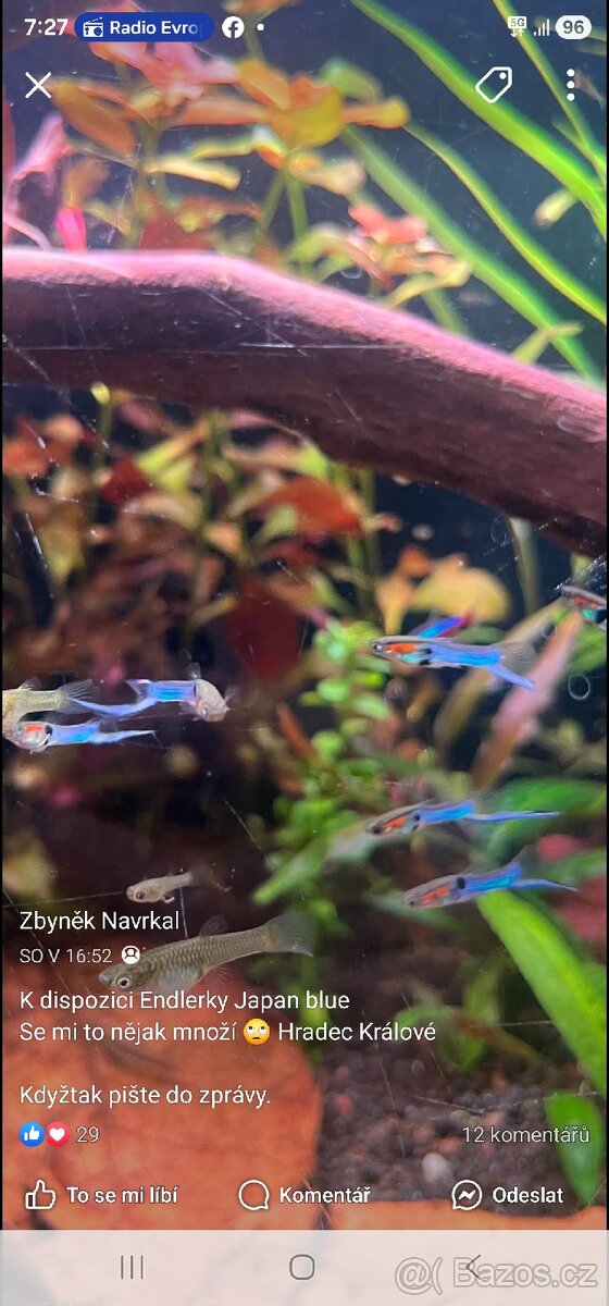 Endlerky blue japan - 2