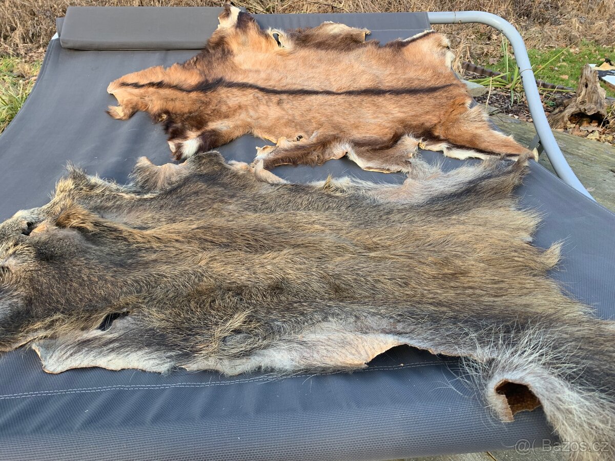 Jeleni a prasečí kůže - 2