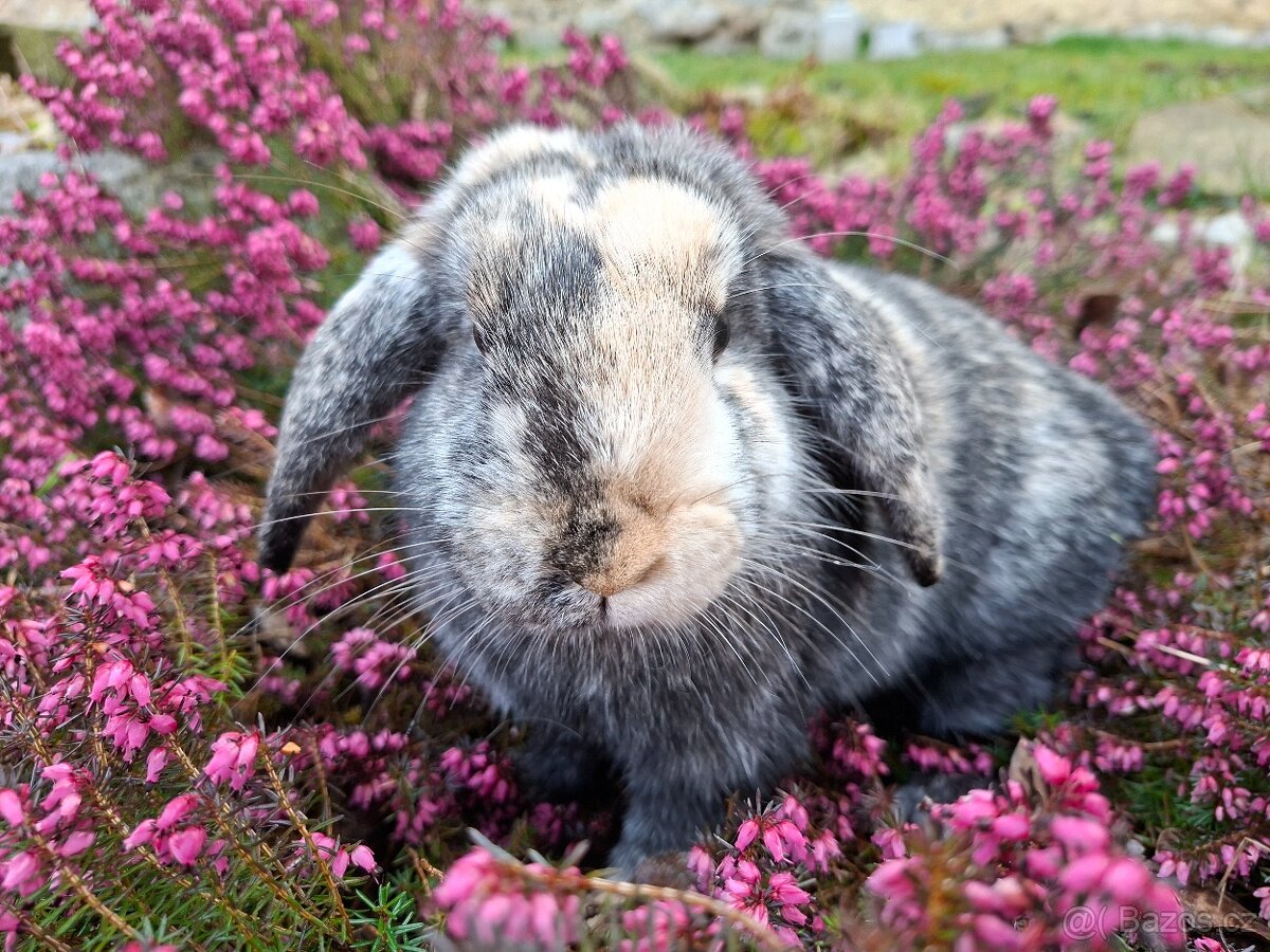 Zakrslý beránek samička - 2