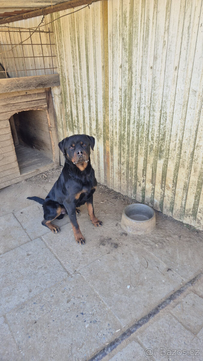 Rotvailer - hlídací pes, (3roky), DARUJI - 2