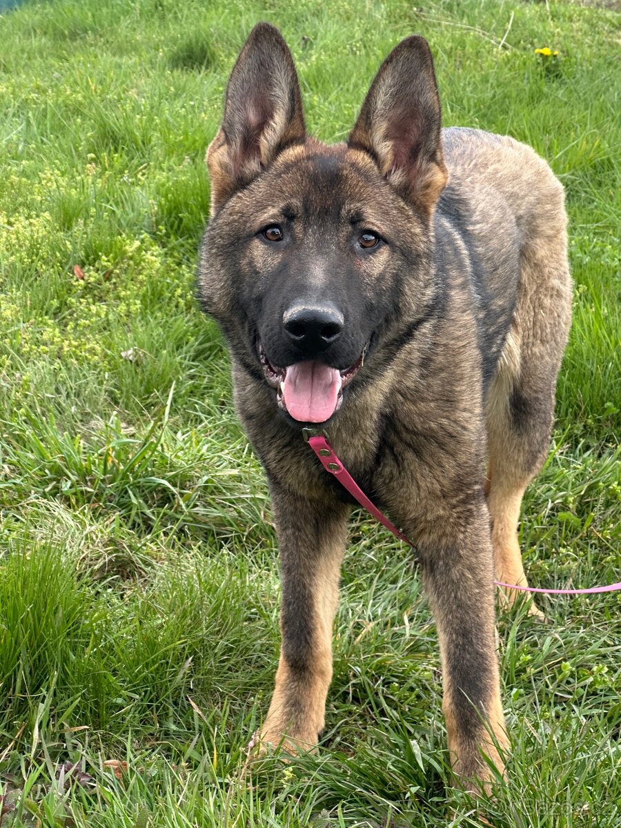 Německý ovčák s PP - 2