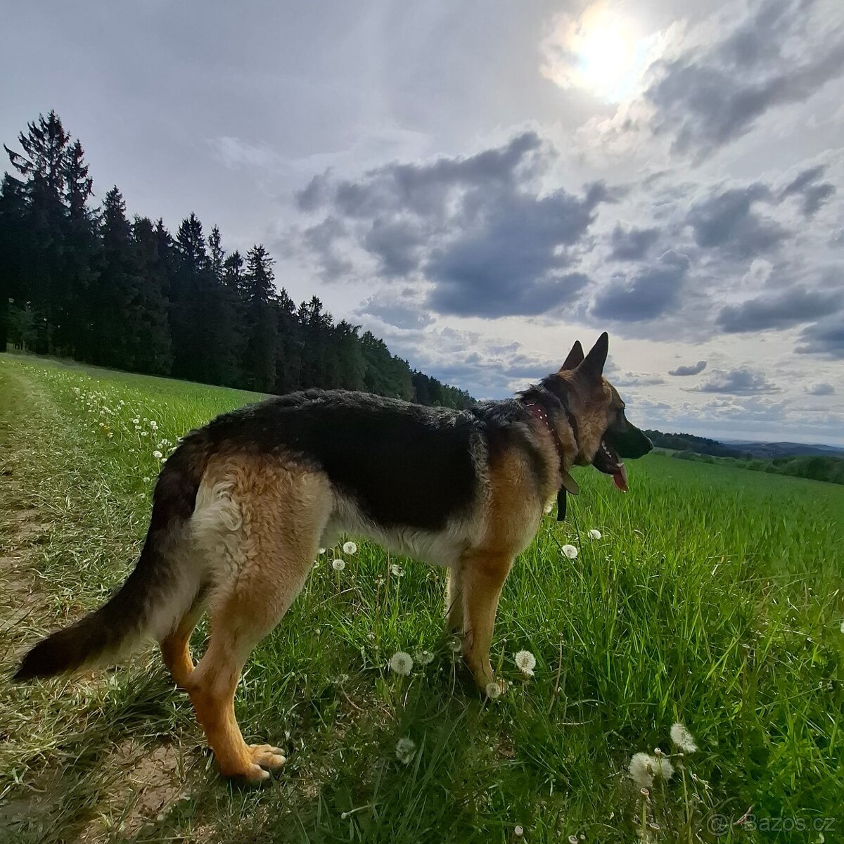 Krytí - 2