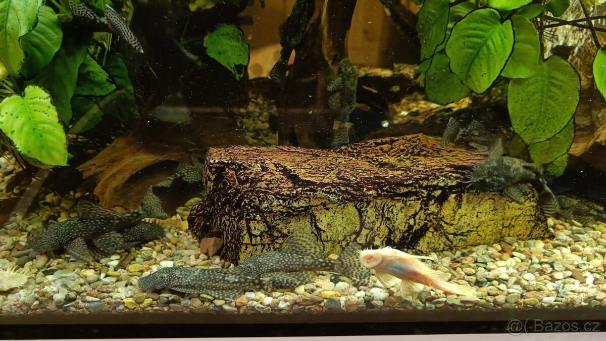 Ancistrus sp. - prodám - 2