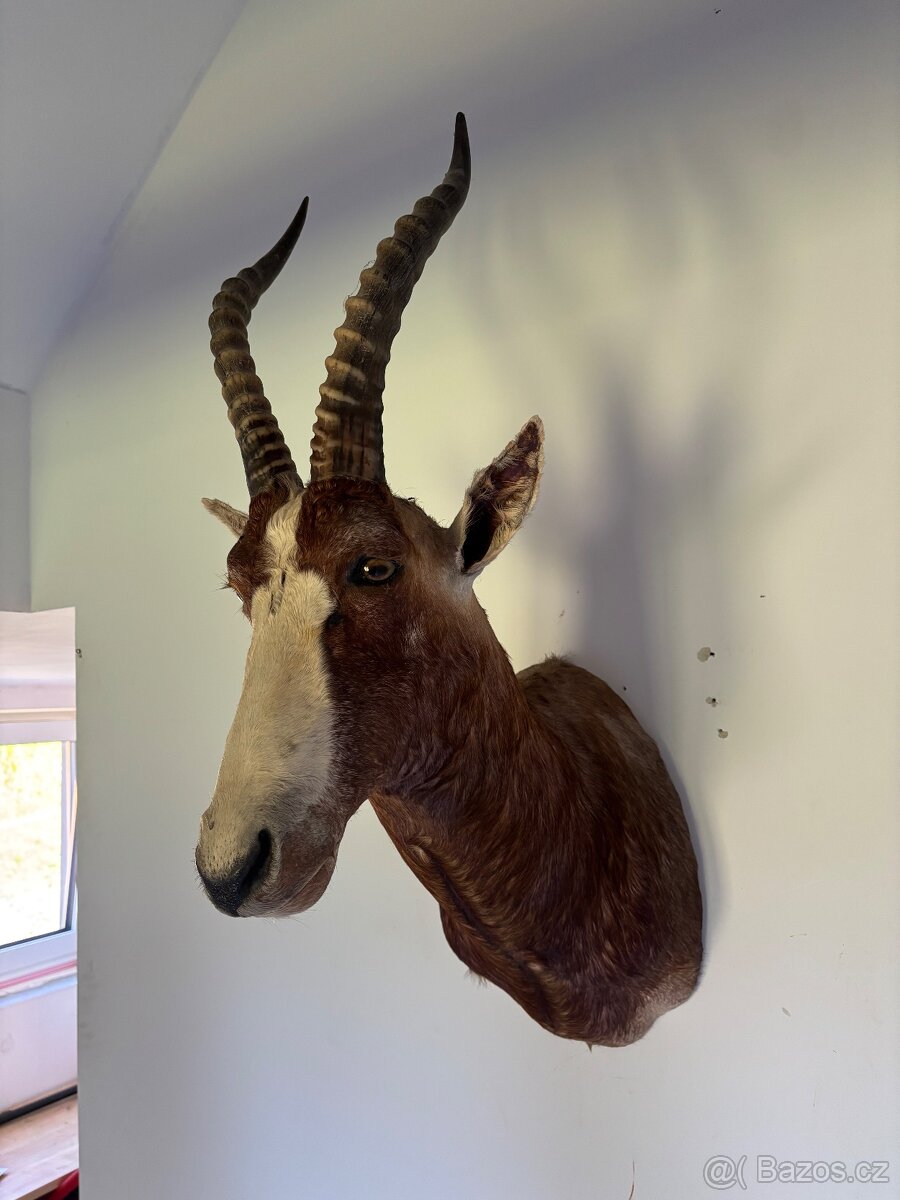Lovecká Trofej Buvolec BĚLOČELÝ - 2