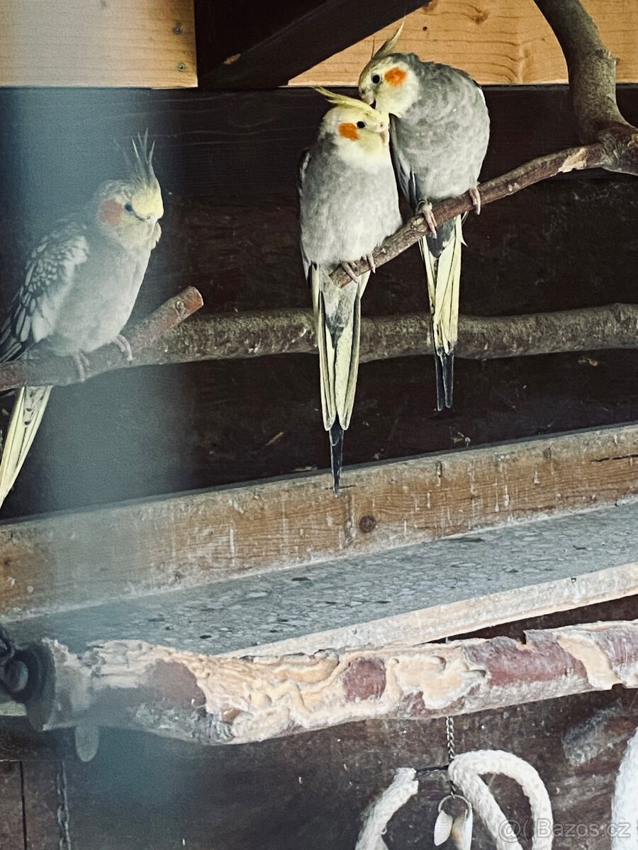 Korela chocholatá - 2