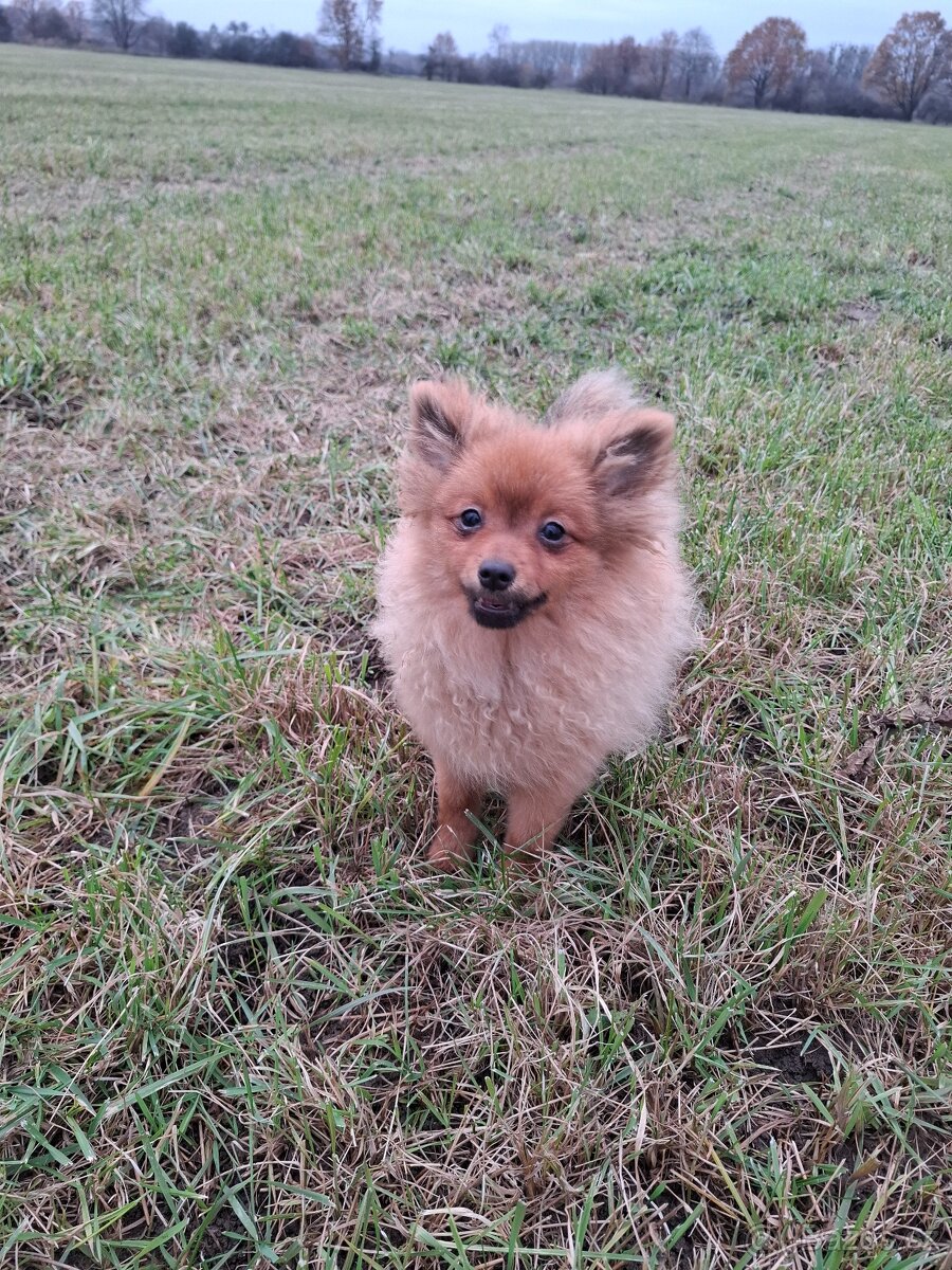 Německý špic malý s PP (FCI)– štěňátko k odběru - 2