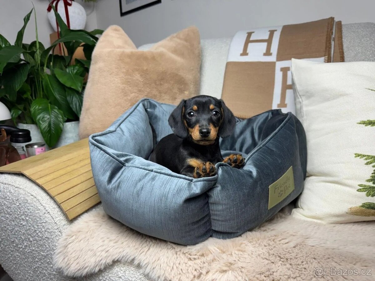 Jezevčík hladkosrstý trpasličí bez PP - 2