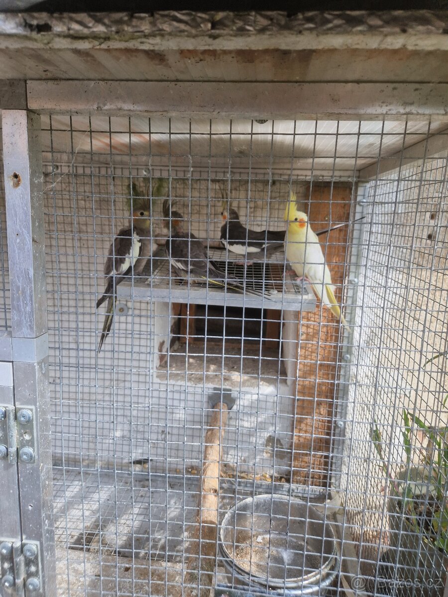 Korela chocholatá - 2