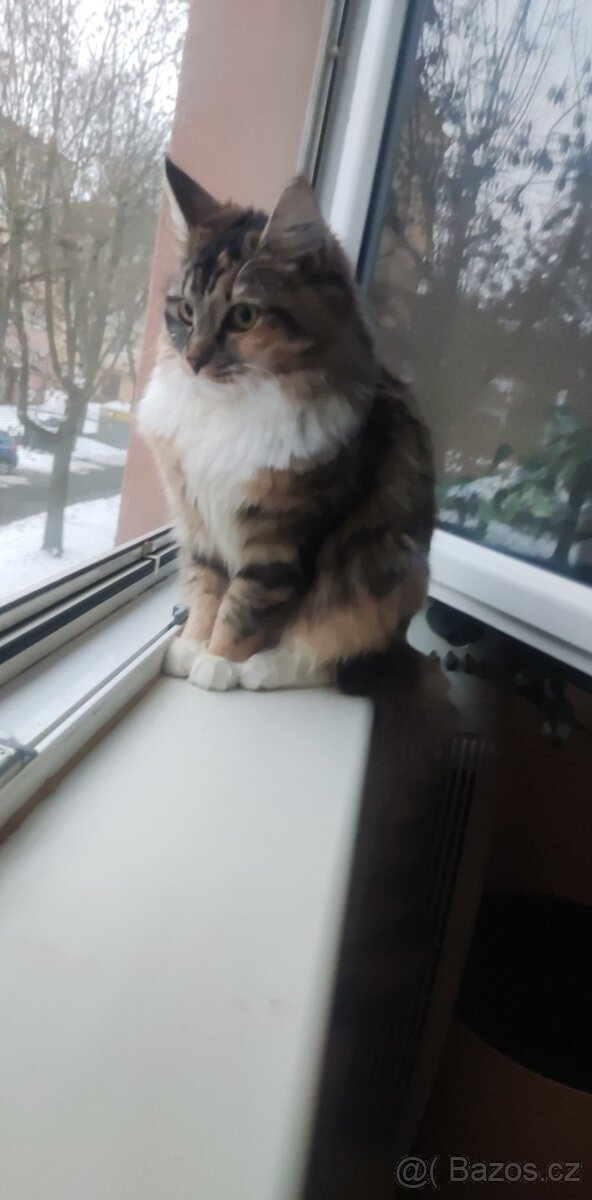 Kočka na krytí - 2