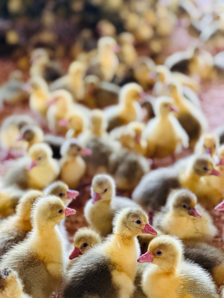 Novohradská housata - 2