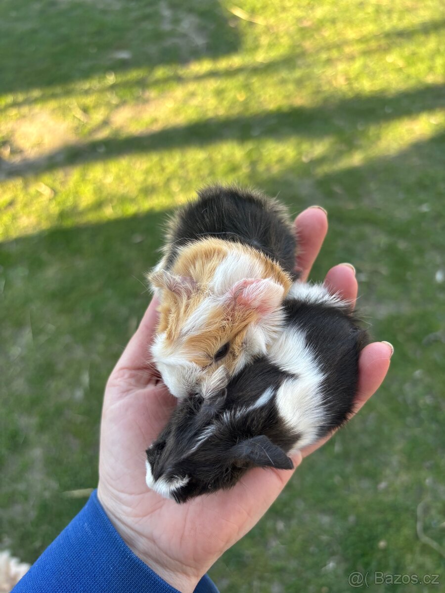 Morče - dva samečci - 2