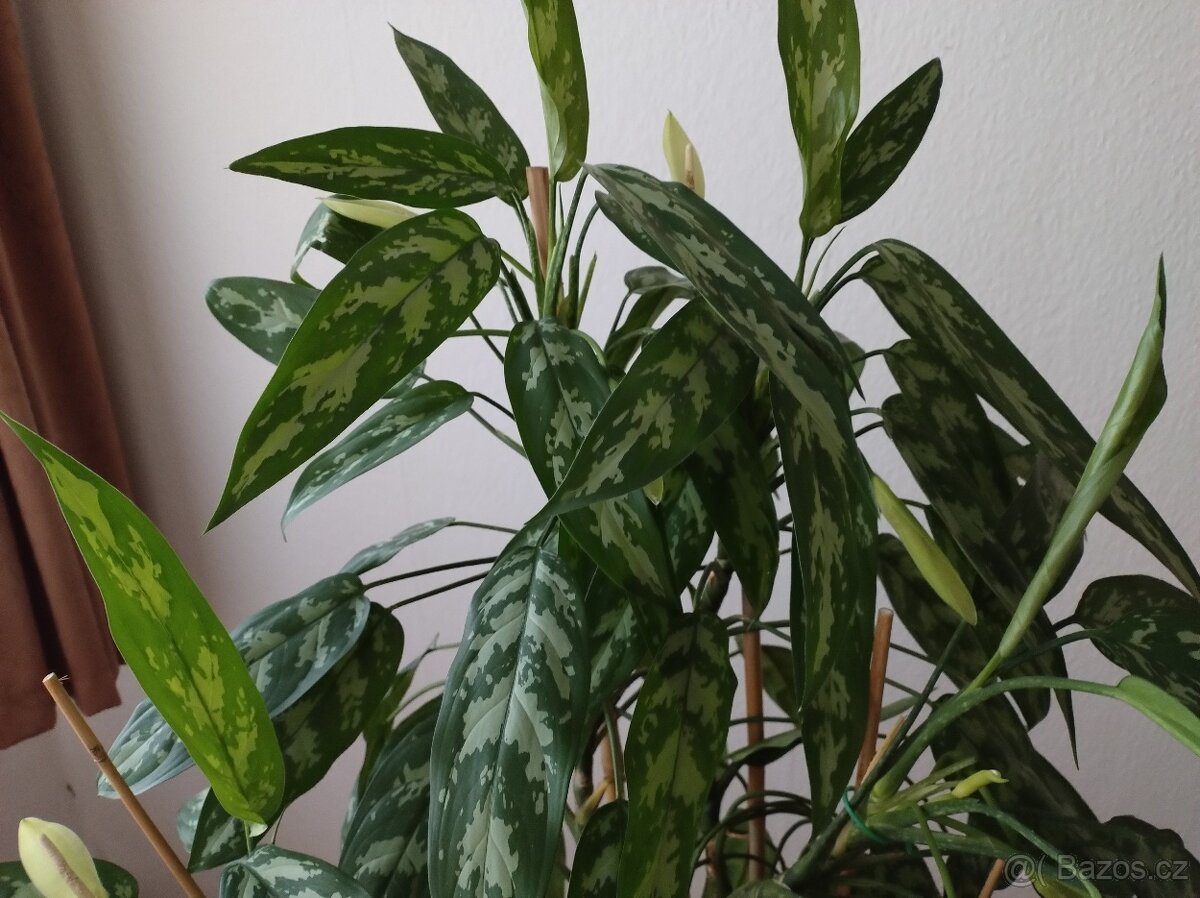 1) Aglaonema Maria - 2