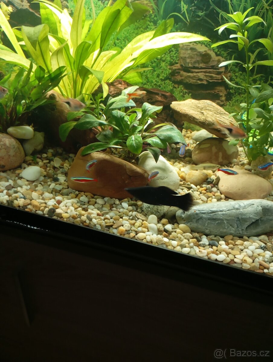 Daruji samce Black molly - 2