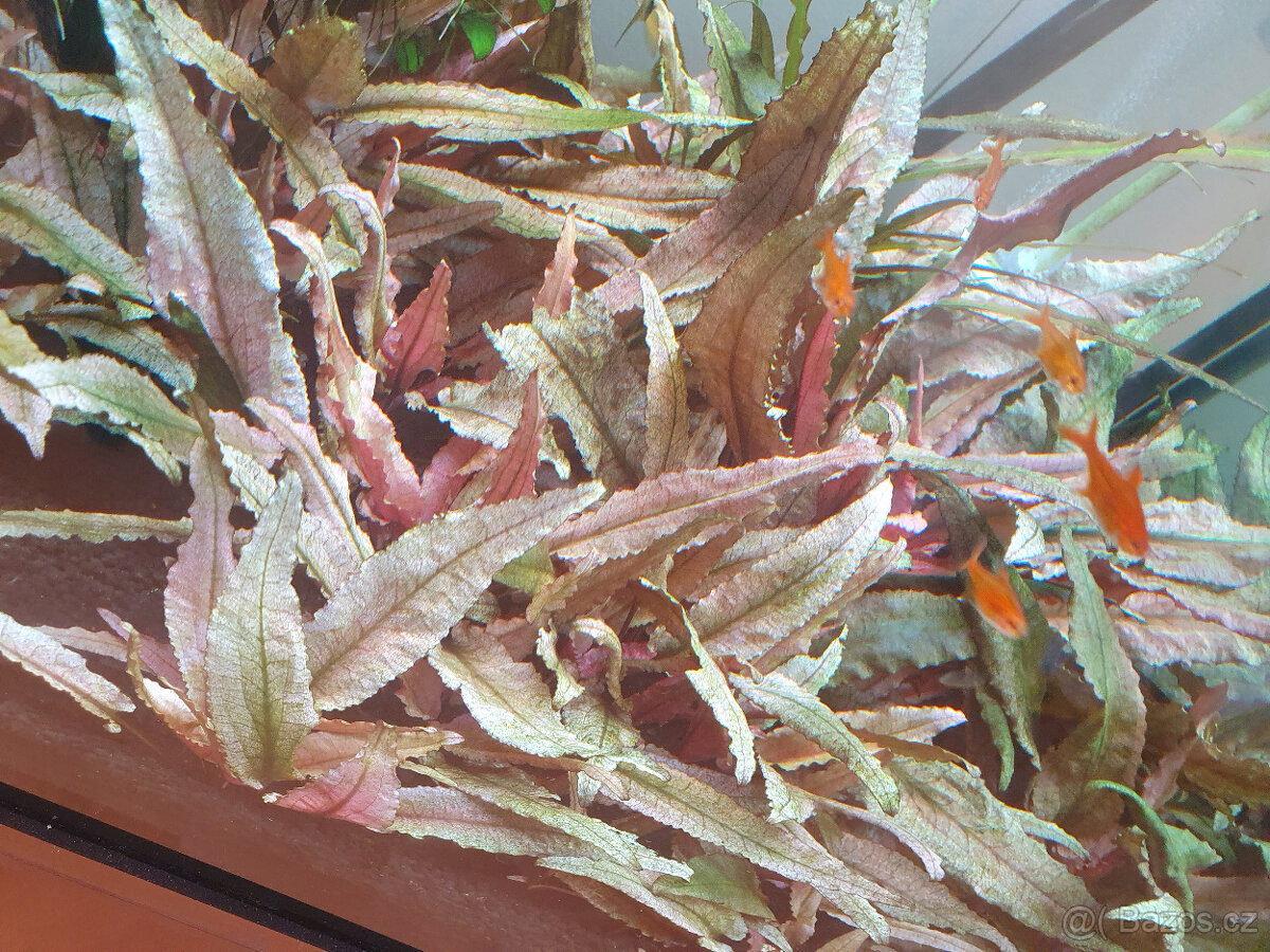 Caridina Cantonensis sp. Red Crystal, Cryptocoryne flamingo - 2