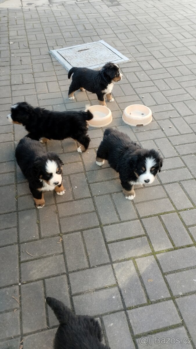 Bernský salašnický pes bez PP - 2