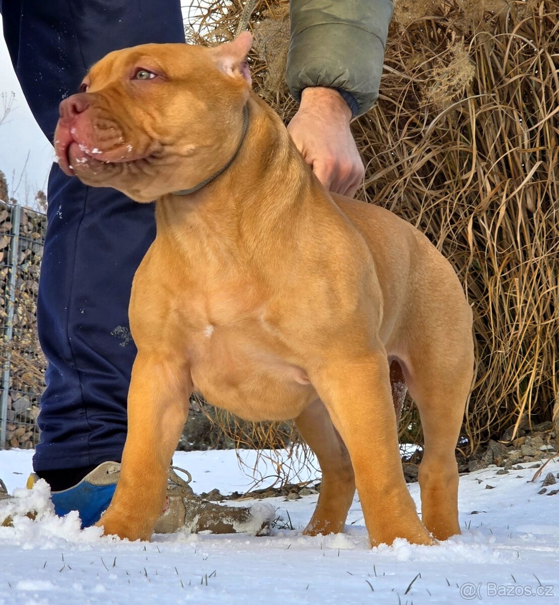 American bully XL XXL - 2