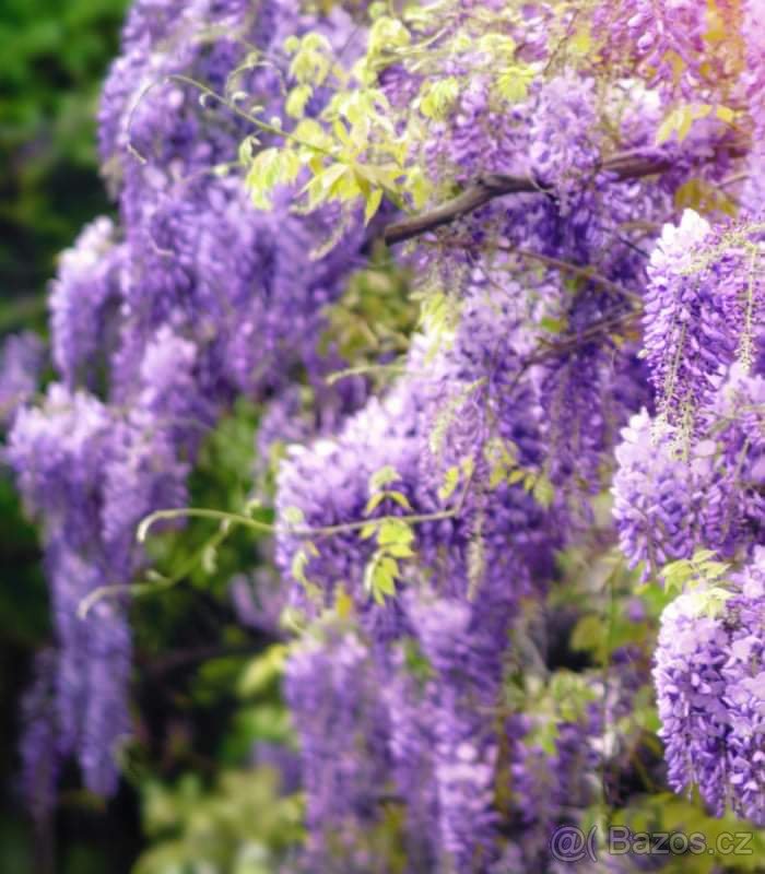 vistárie čínská semena - 2