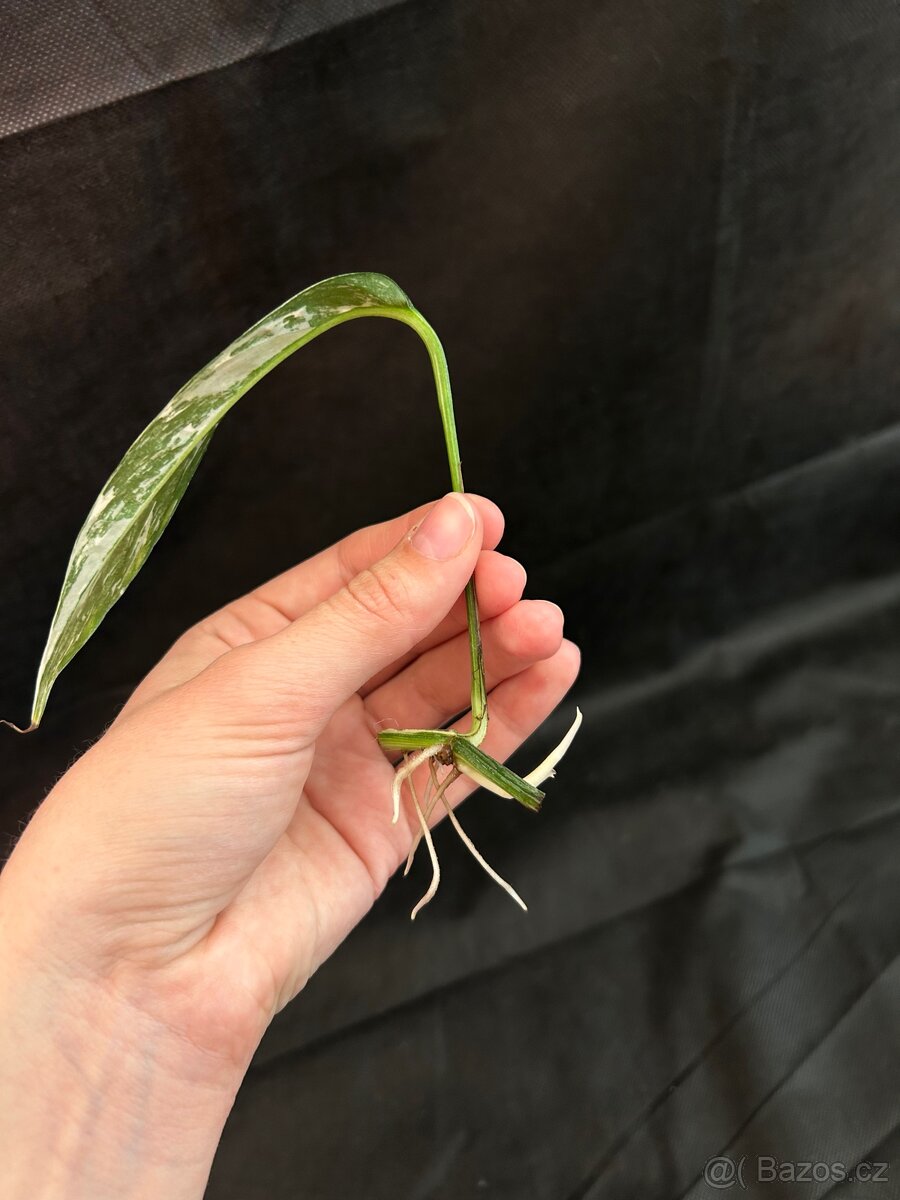 Epipremnum Pinatum Variegated - 2