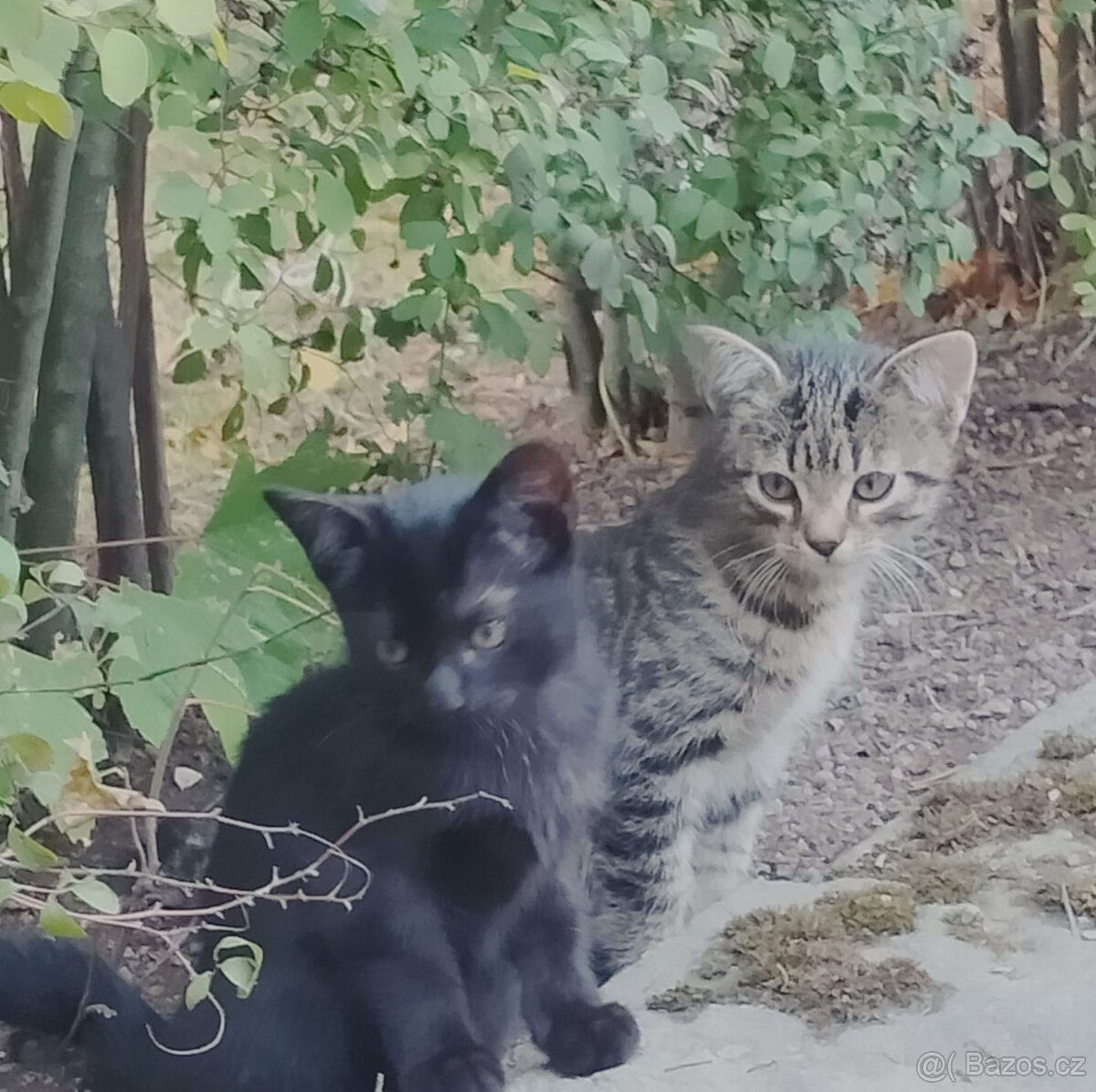 Daruji koťátka - 2