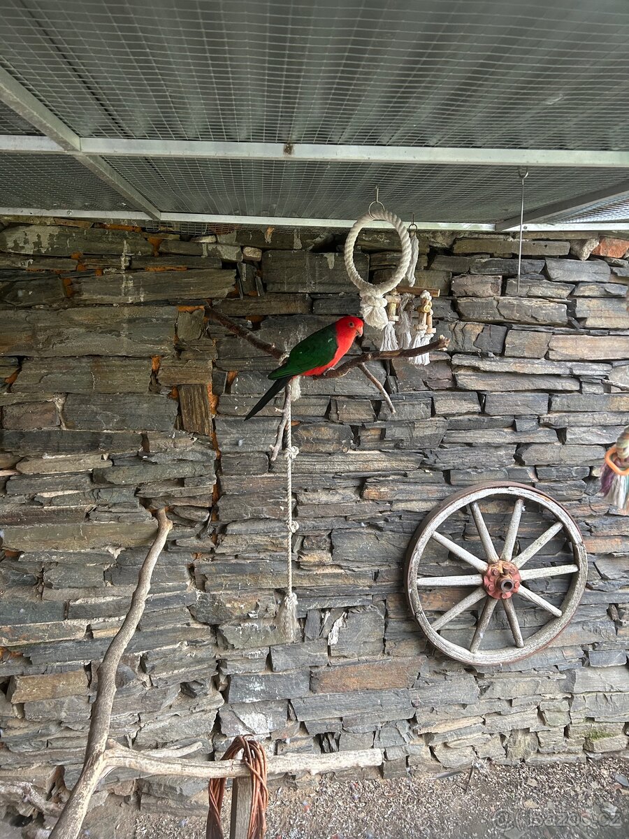 Papoušek královský (pár) - 2