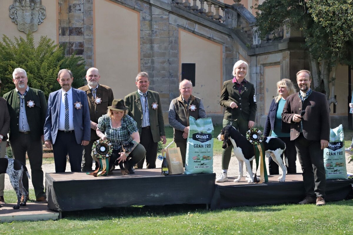 Prodáme malé psíky bernského honice - 2