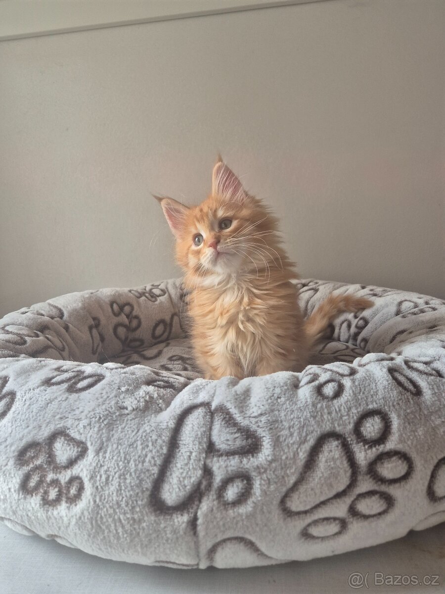 Mainska mývalí kočka s PP - 2