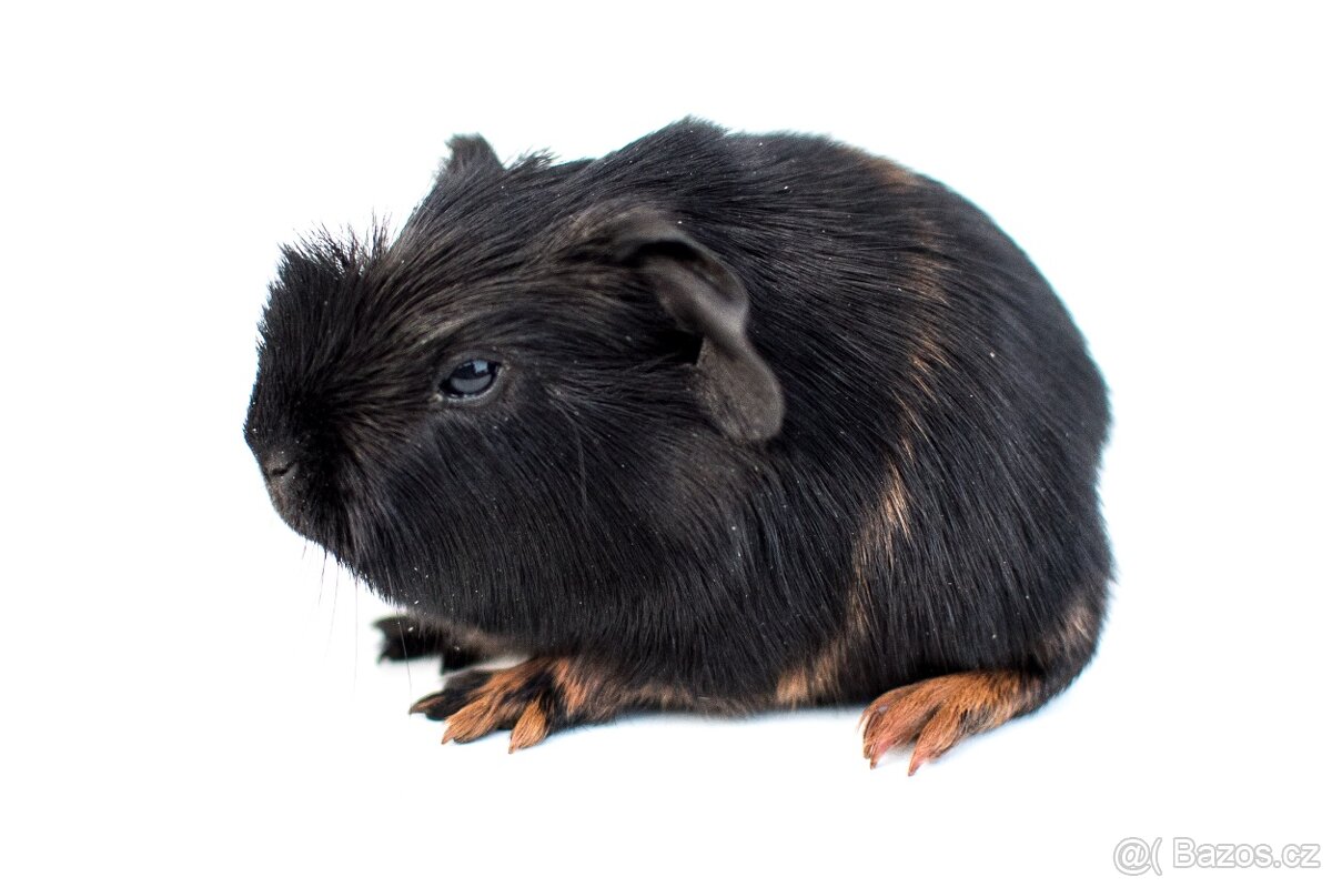 Bráškové hledají nový domov - 2