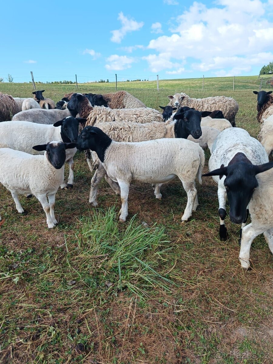 Letošní roční ovečky - 2