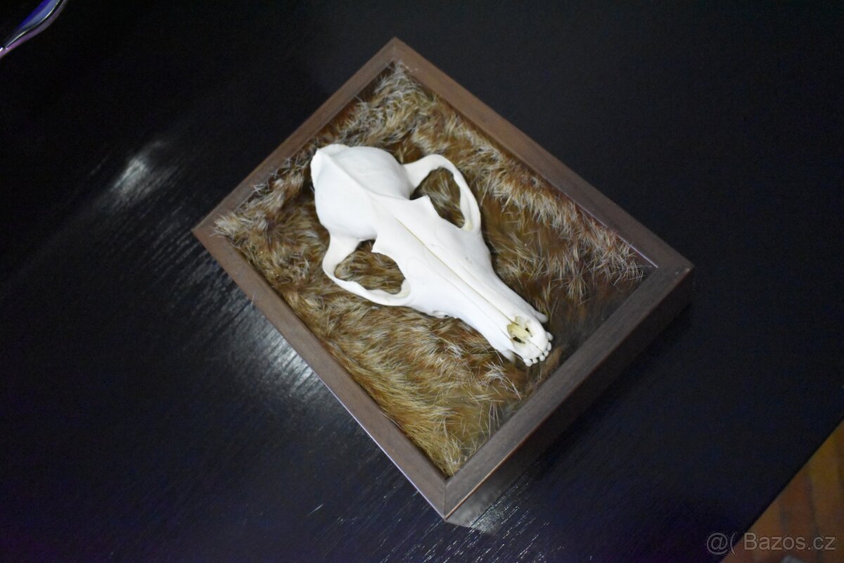 Dekorativní rámeček s lebkou - 2