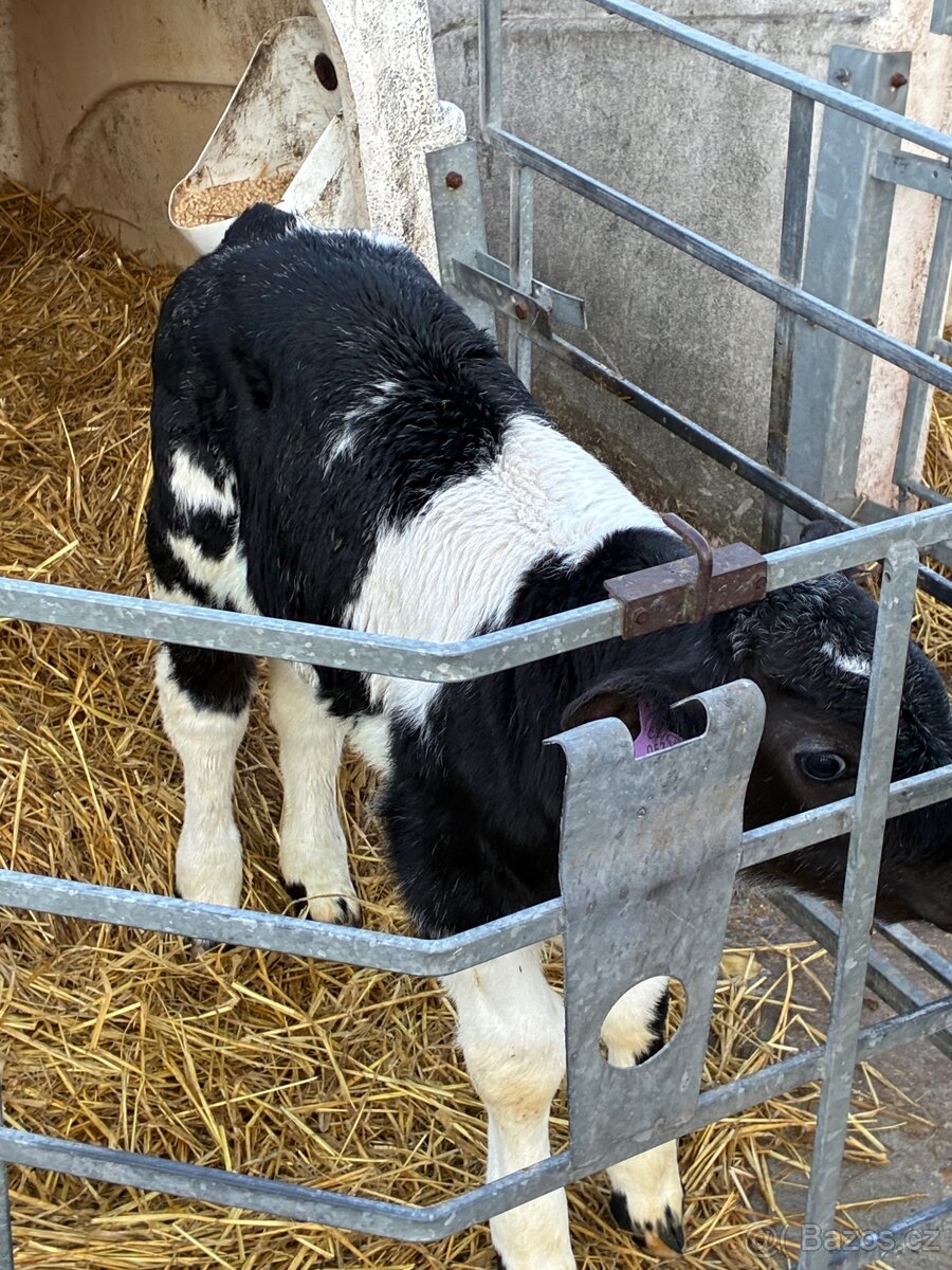 Koupím telata - 2