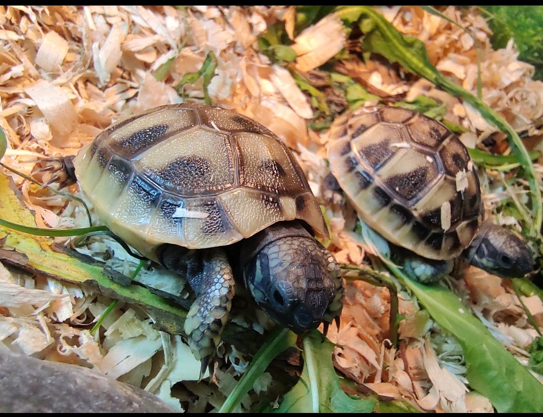 Želva zelenavá - 2