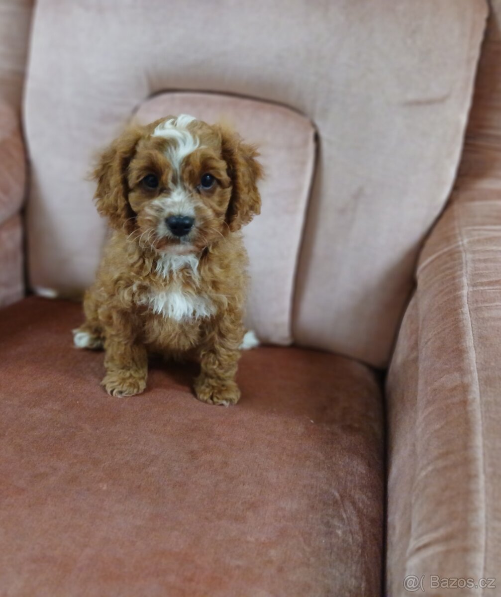 Cavapoo - 2