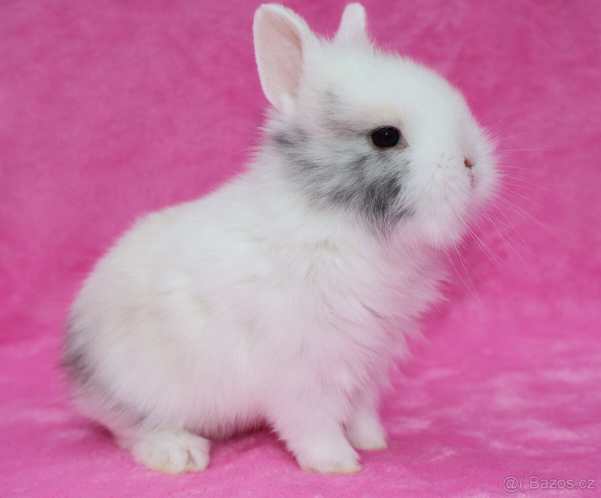 Zakrslý krátkouchý králíček lvíček . Sameček - 2