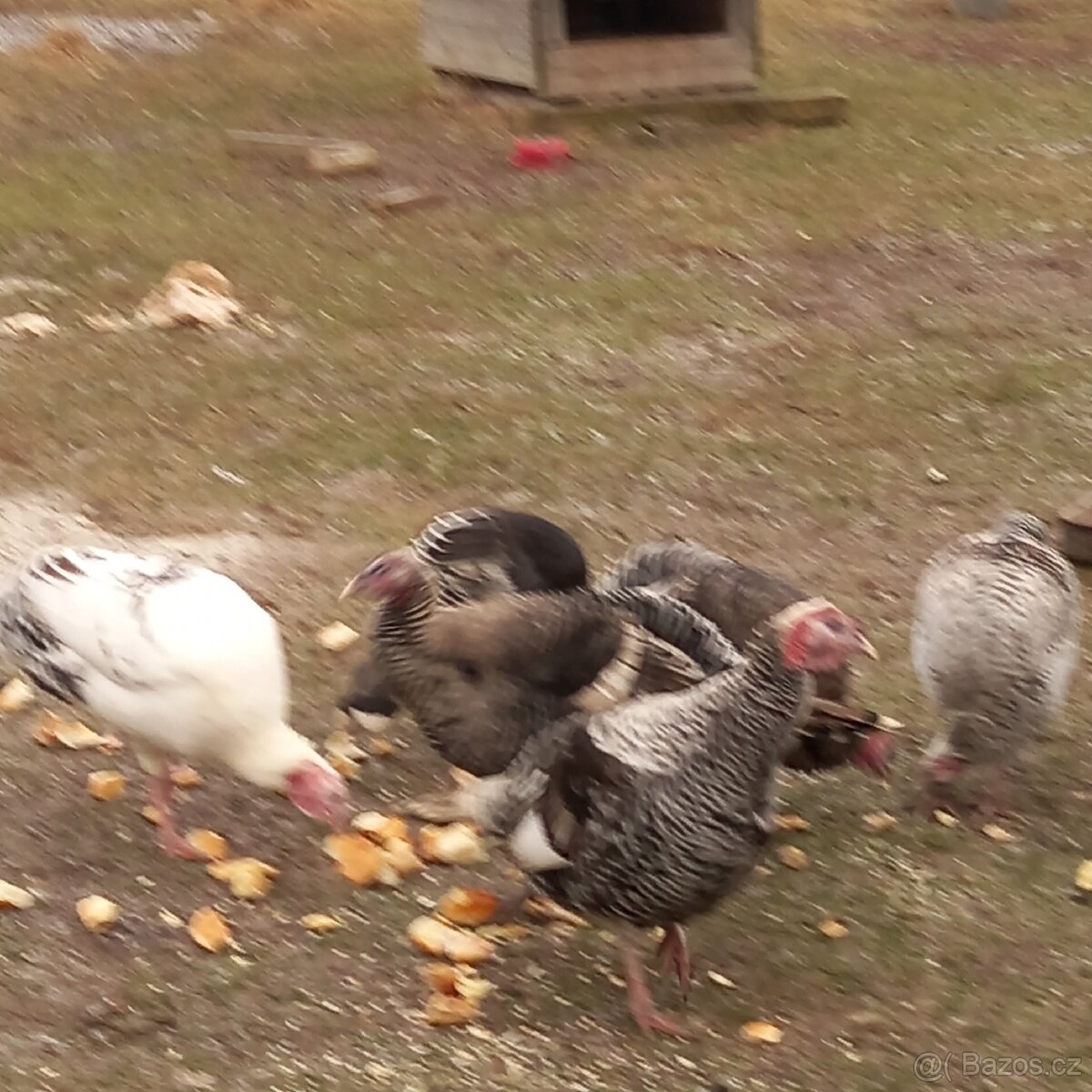 Krůty bronzové - 2