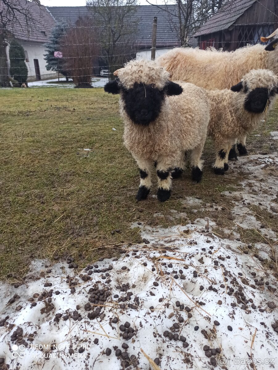 Walliserská černonosá ovce - beránek, walliser - 2