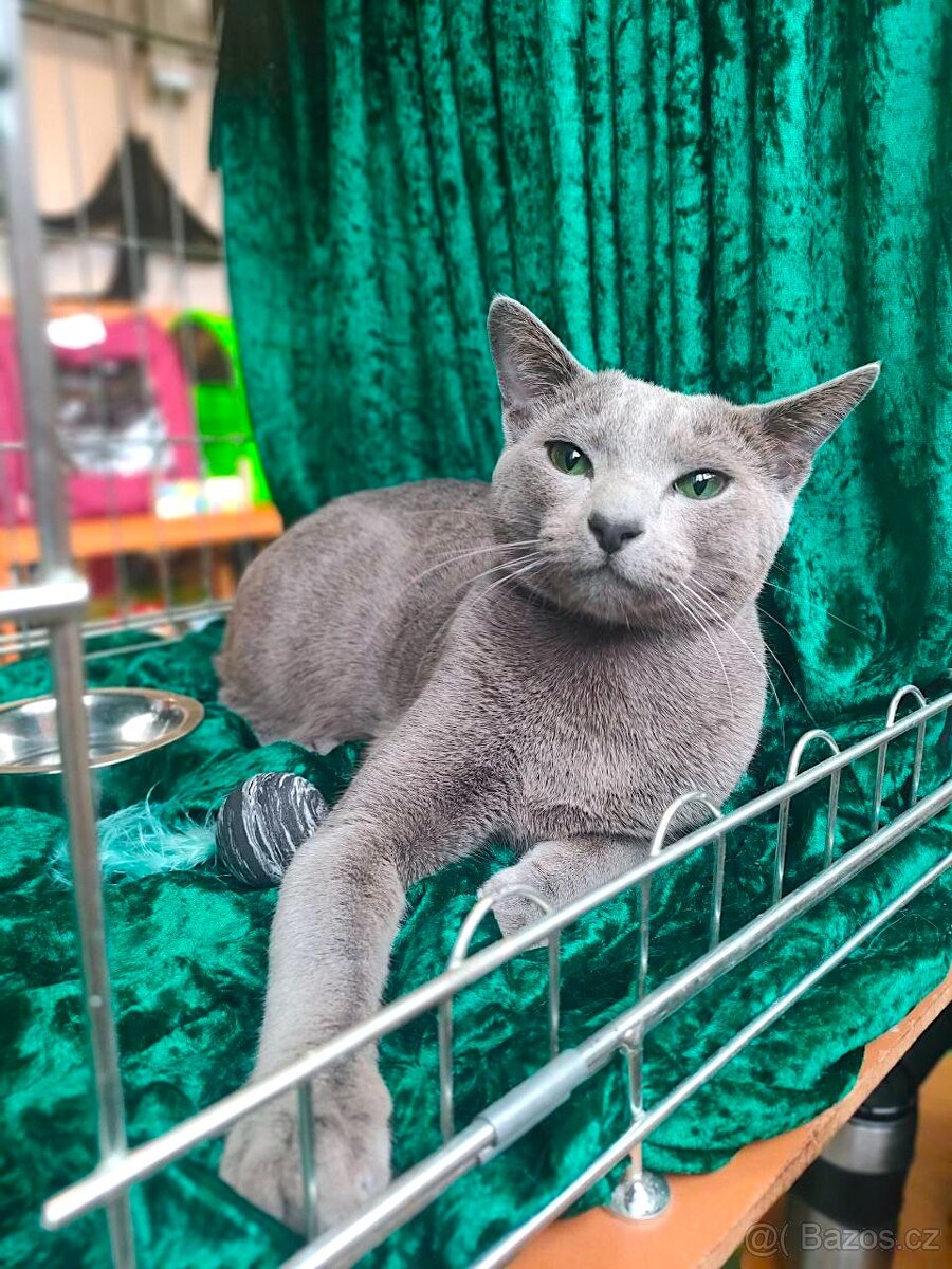 Ruská modrá kocour ke krytí - 2