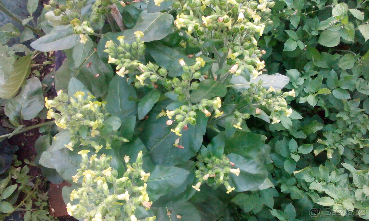 Selský tabák semínka + ostatní - 2