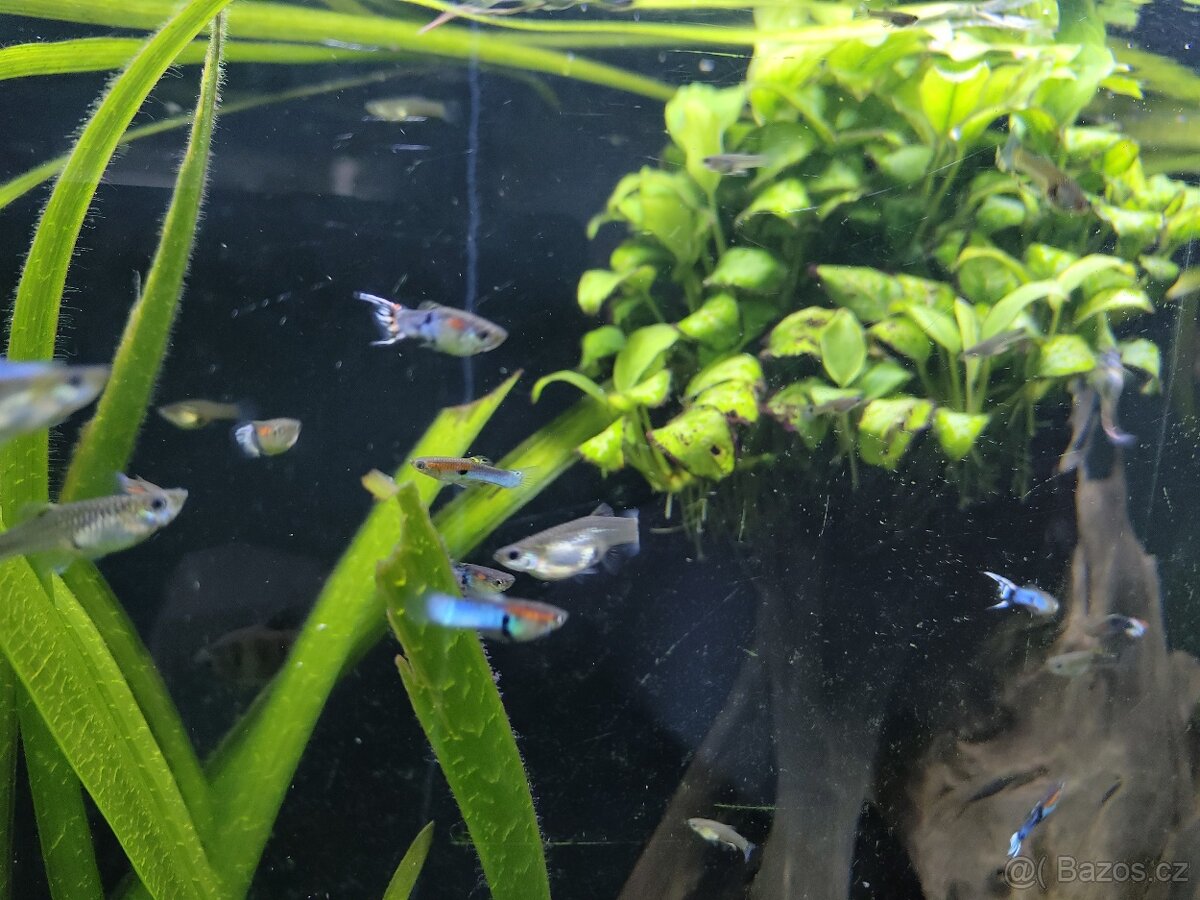 Ancistrus, živorodky - 2