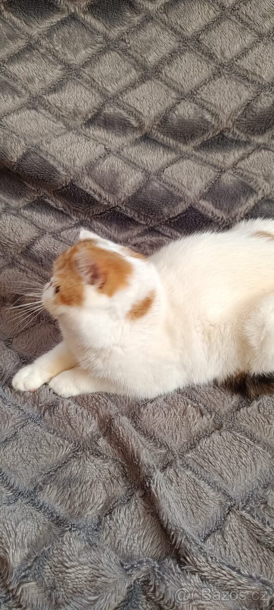 Exotická a perská koťata - 2