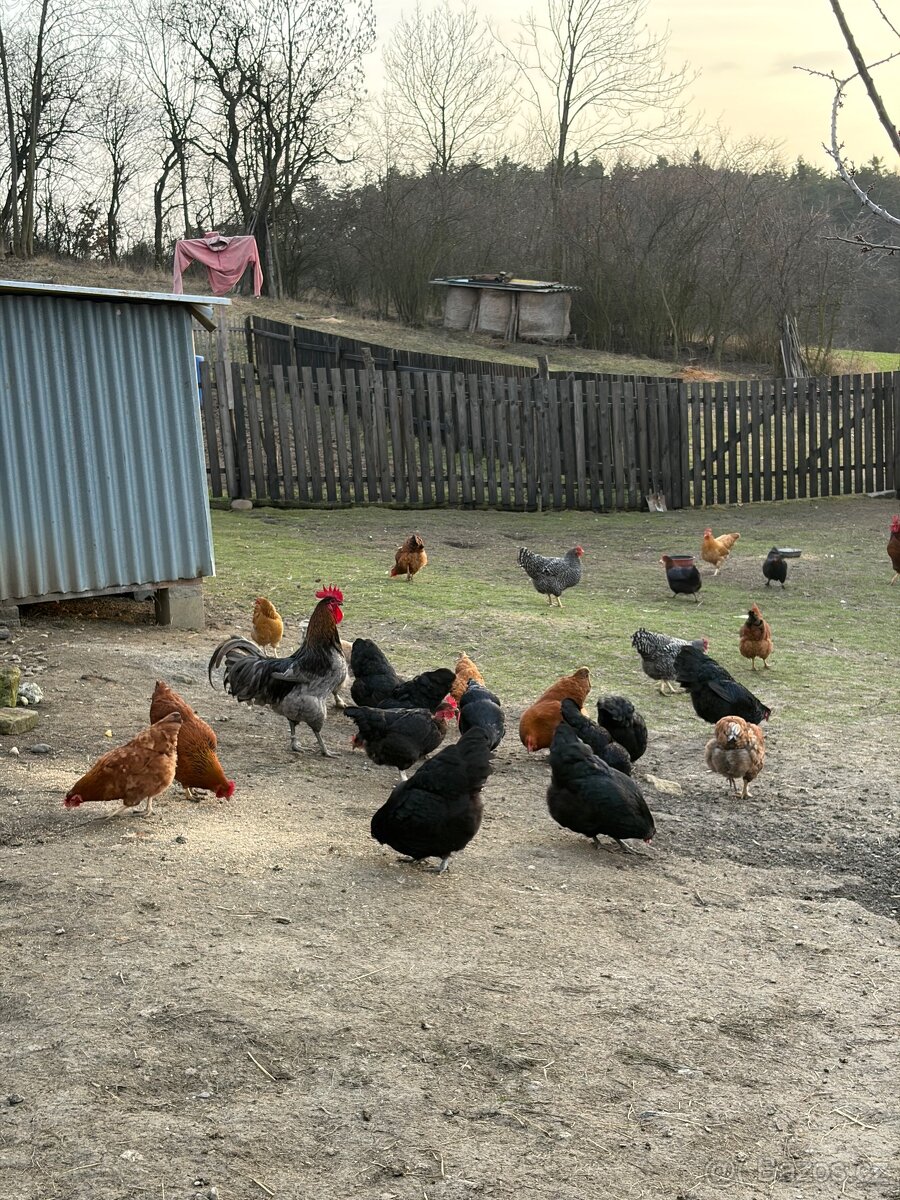 Násadová vejce - dvorkový mix - 2