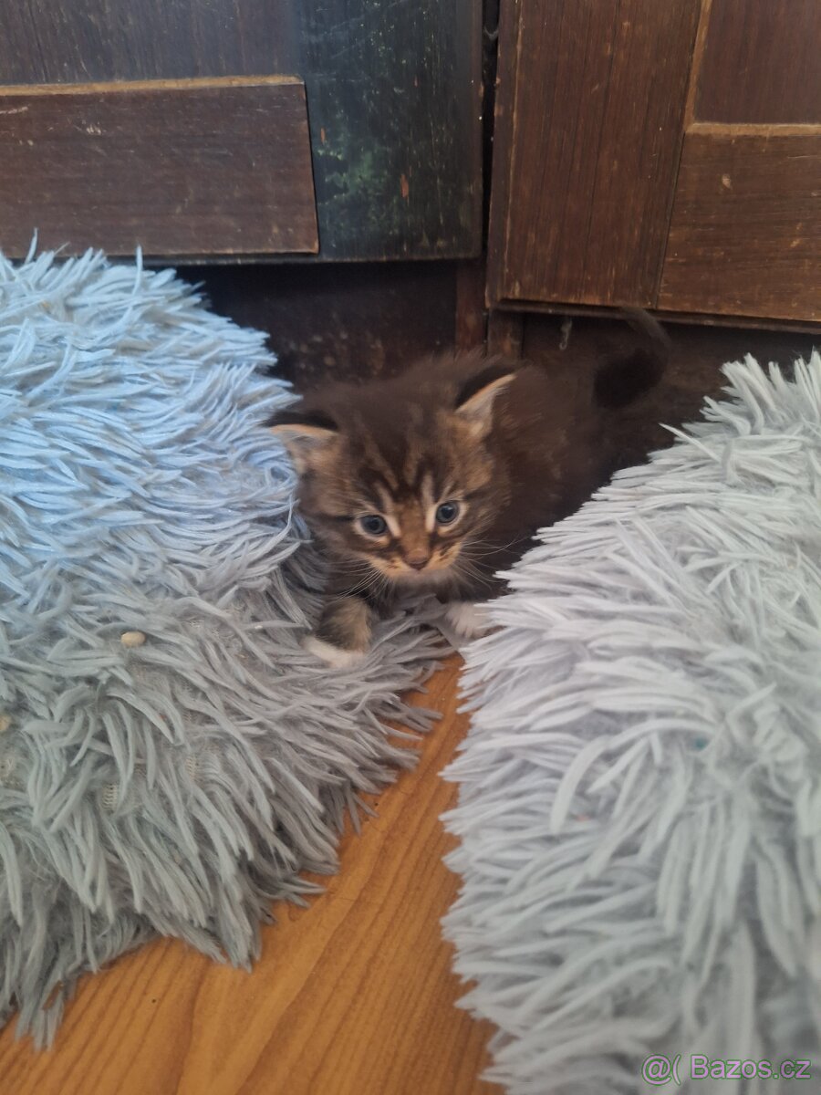 Mainska mývalí - 2