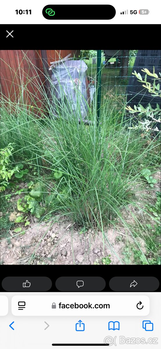 ozdobnice čínská - 2