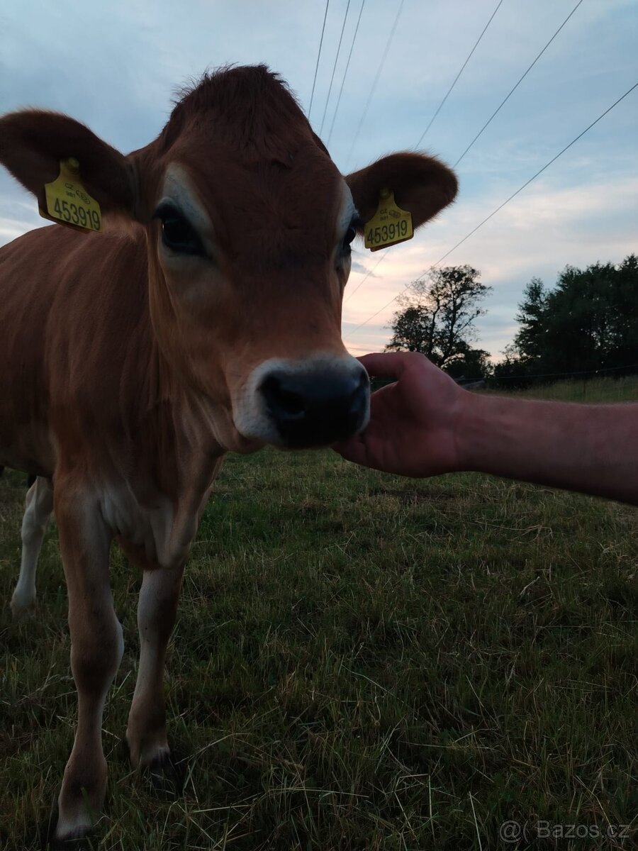 Jersey - 2