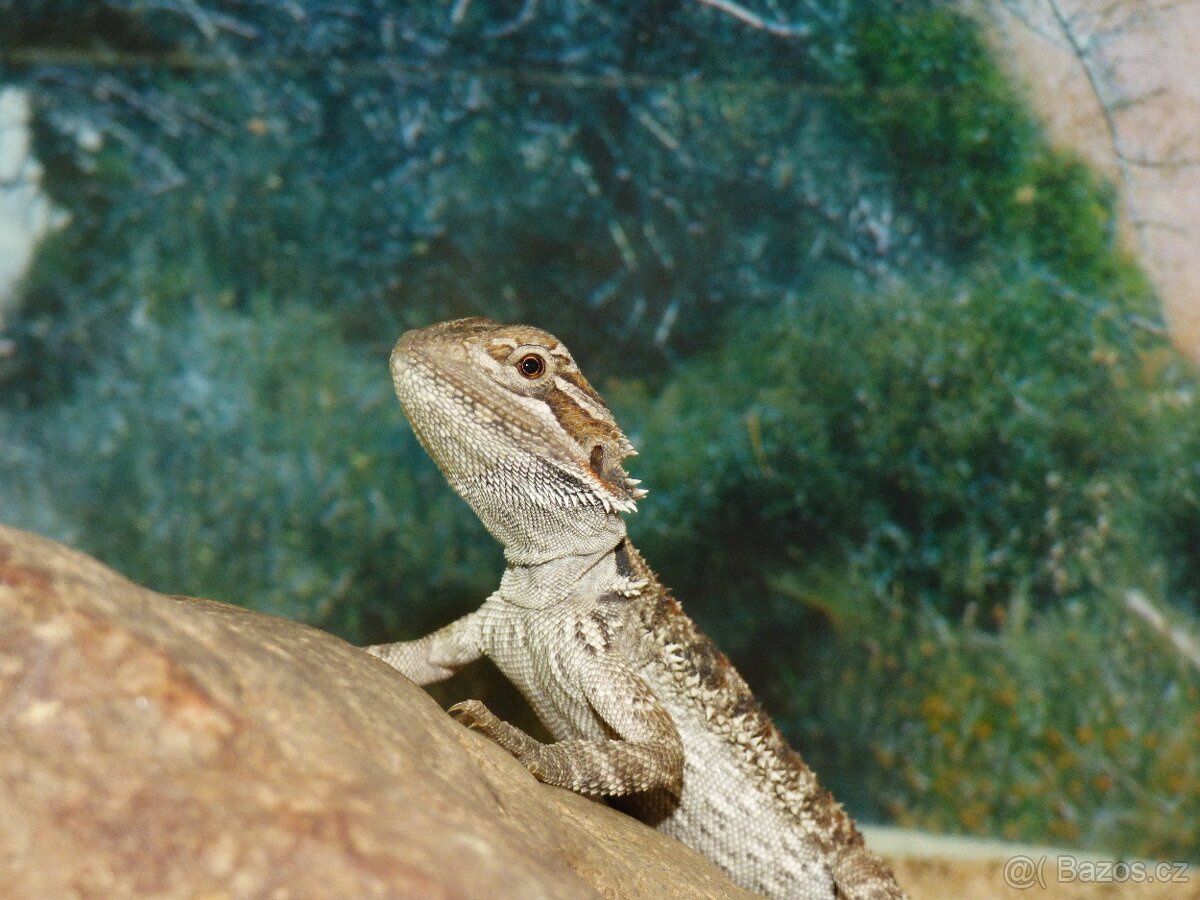 Agama vousatá - 2